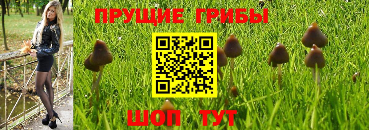Галлюциногенные грибы Psilocybine cubensis Комсомольск-на-Амуре